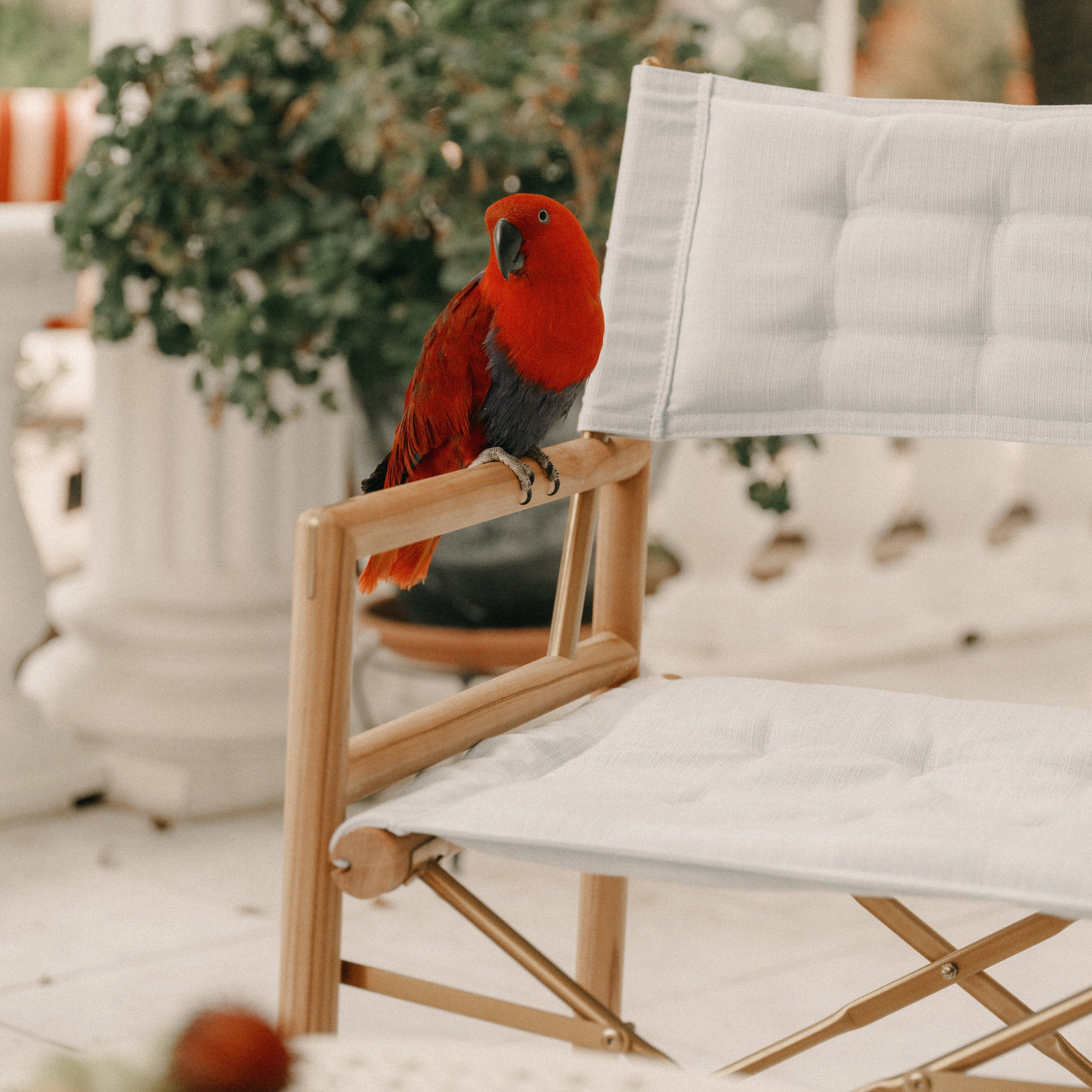 Product image of The WES Directors Chair Business & Pleasure Co. Sky Blue Teakwood 